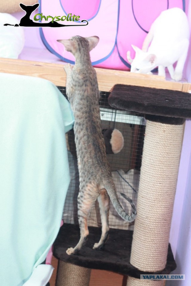 Котовторник