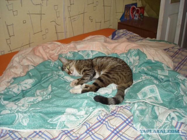 Кошка Дуська повзрослела)