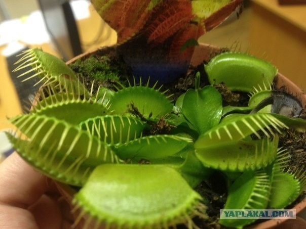 Хищный цветочек "Людочка"