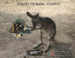 Фотожаба: Саблезубая белка!