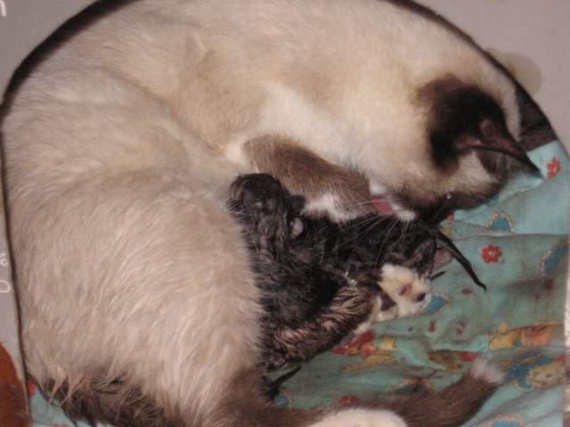 Как отходят коты после. Кошка после наркоза после стерилизации. Кошка после наркоза после стерилизации. Как отходят коты после. Как отходят коты после.