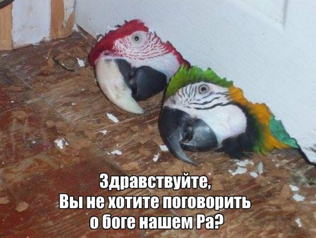 Картинки разные.