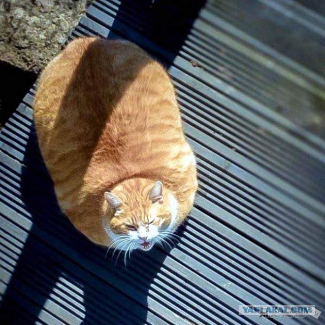 Подборка интересных и смешных картинок