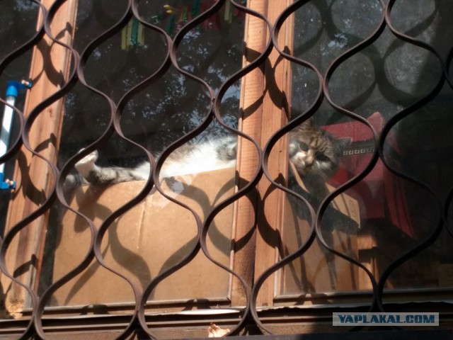 Котовторник 09.08.2016