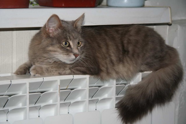 Коты из сети