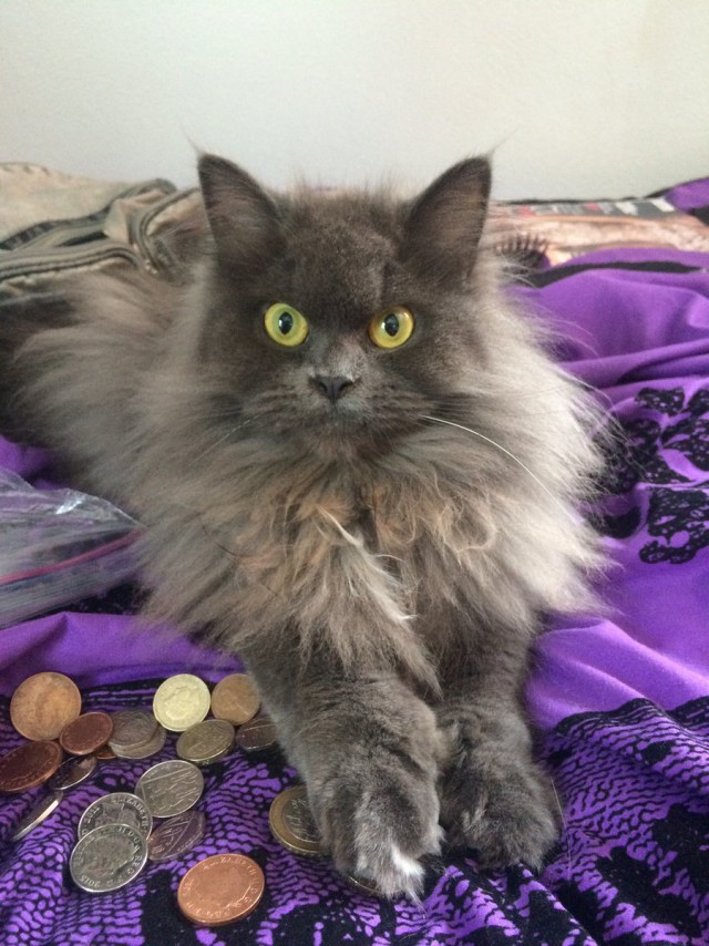 Коты из сети