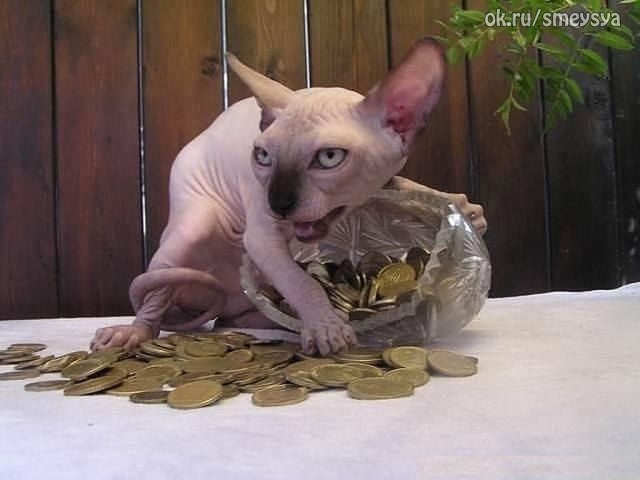Коты из сети