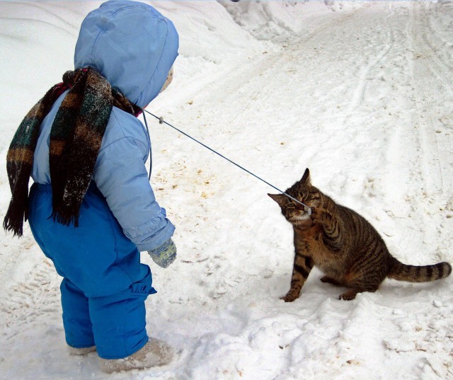Коты и Кошки