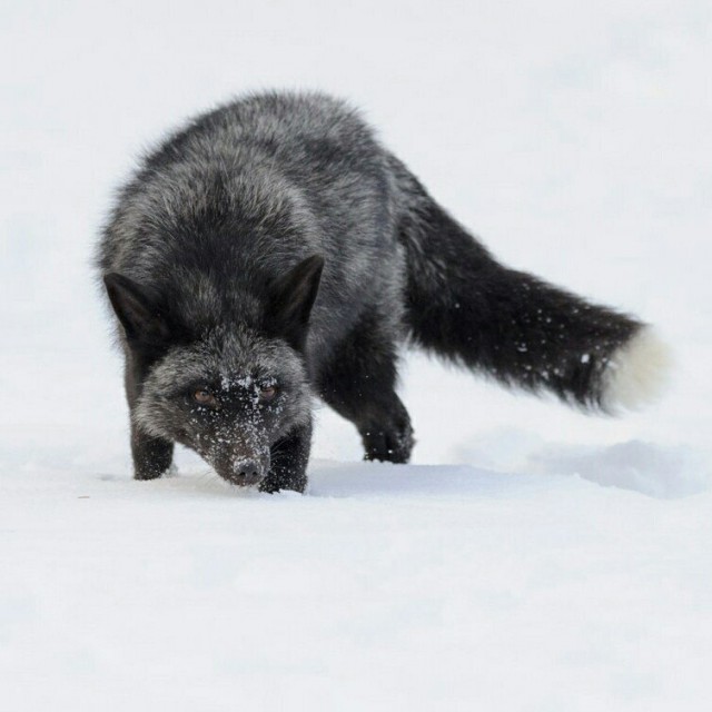 Самые смешные животные
