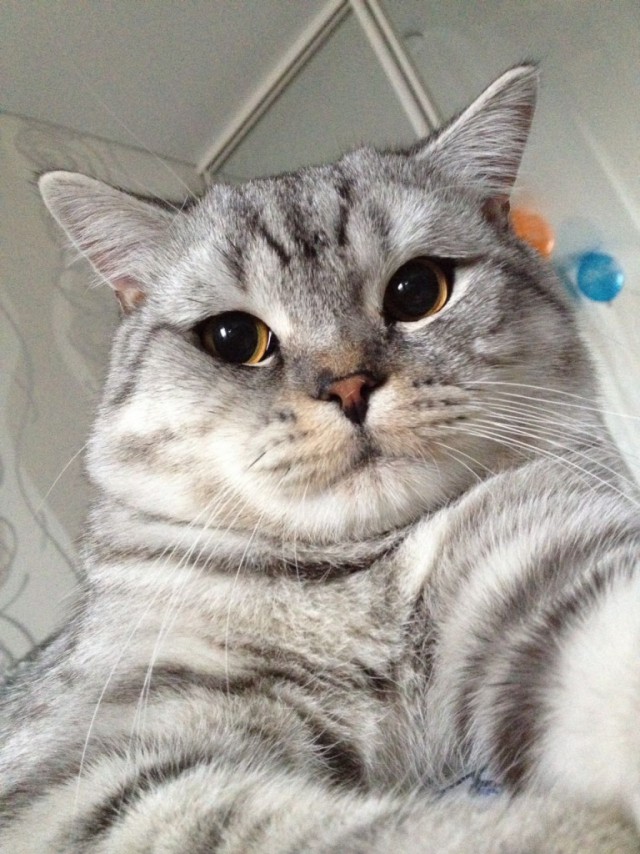 Коты и Кошки