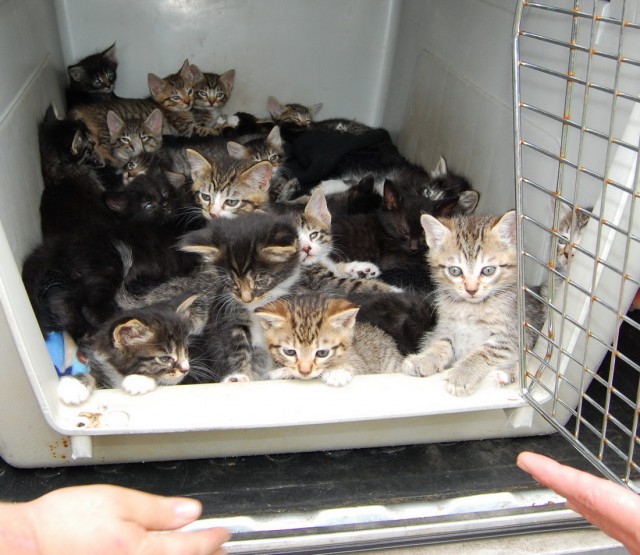 Коты и Кошки