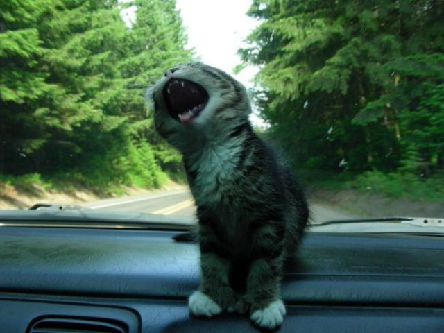 Коты и Кошки
