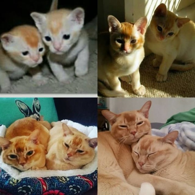 Когда я был котёнком: коты воссоздают свои детские фото