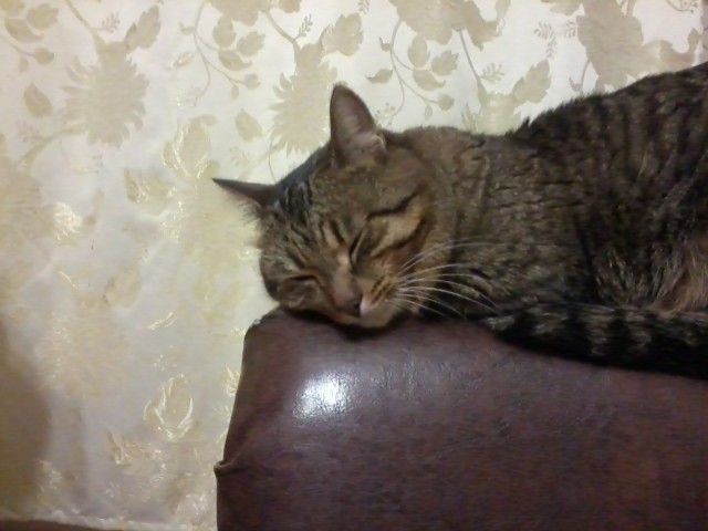Котовторник