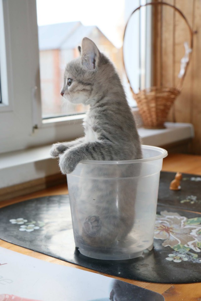 Коты и Кошки