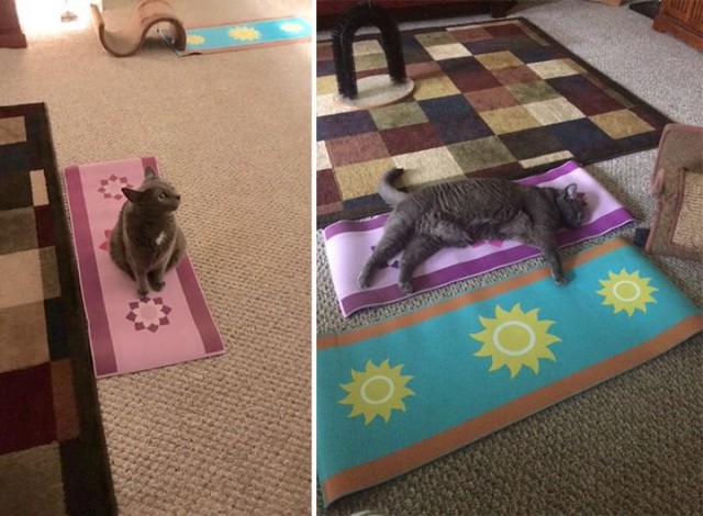 Коты и Кошки