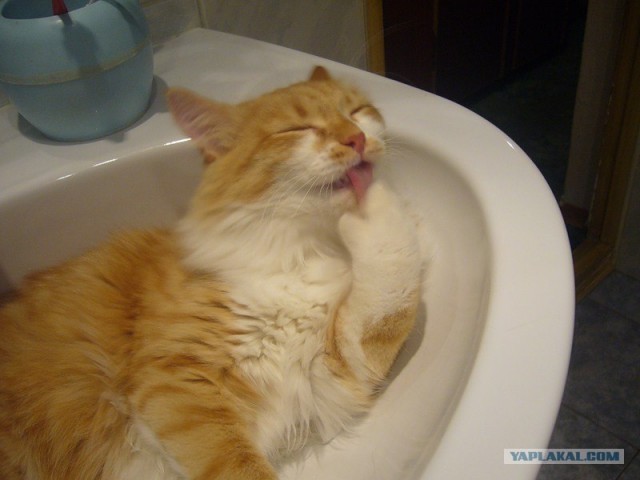 Котовторник на ЯПлакалъ: Кото и кто-то!