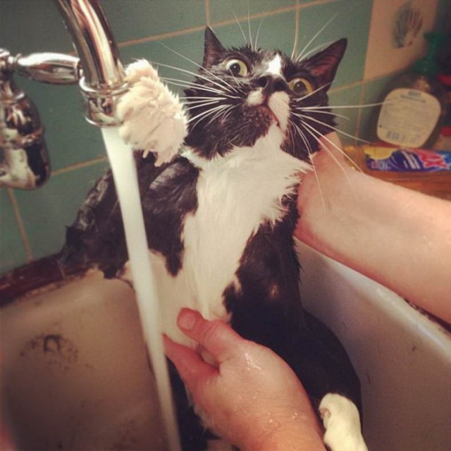 Прикольных котов пост
