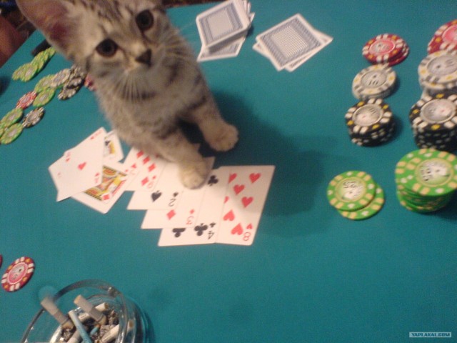 Котовторник!