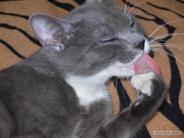 Котовторник 1.02.2011