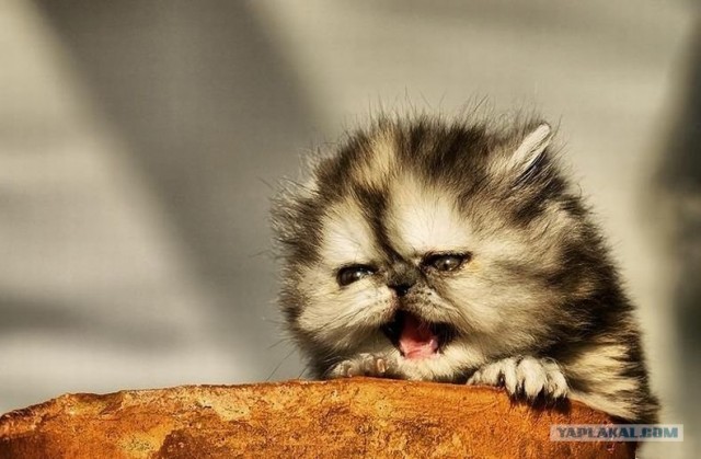 Начинаем котовторник!