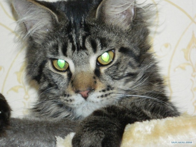Котовторник!