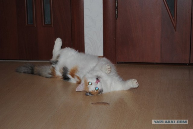 Котовторник 20.12.2011
