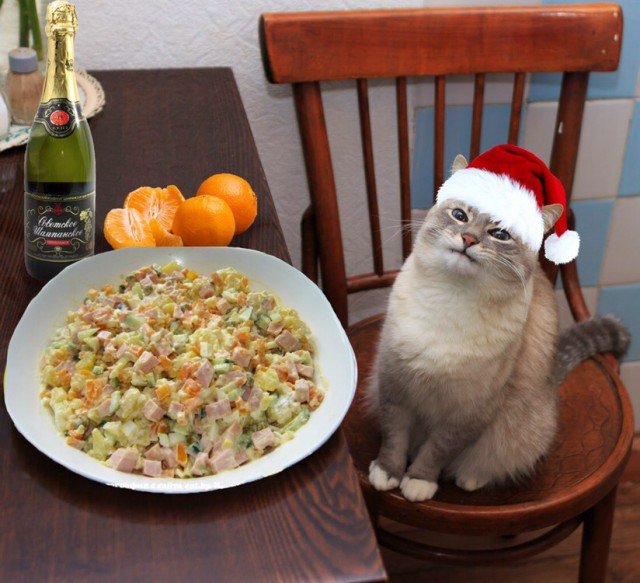 Прикольных котов пост