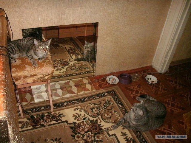 Котовторник (15.05.2012)