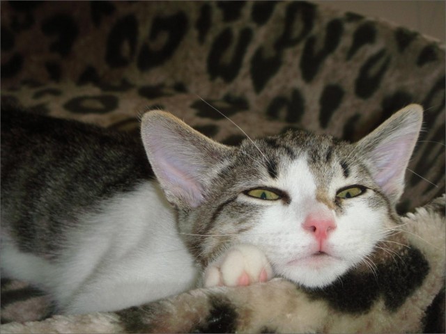 Крысы напали на котов! Жесть и мясо!