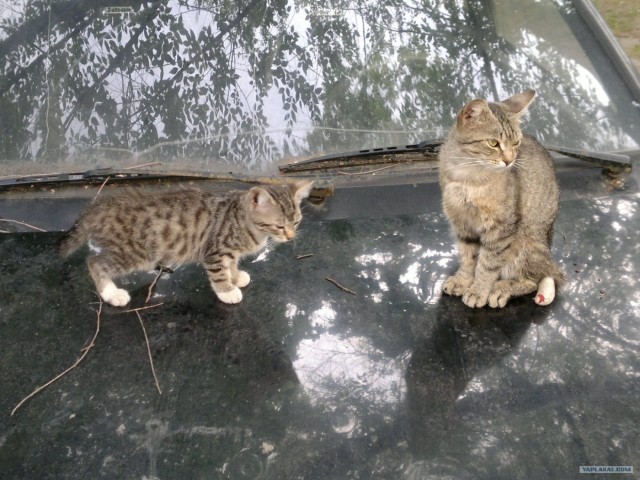 Котовторник 31.07.2012 г.