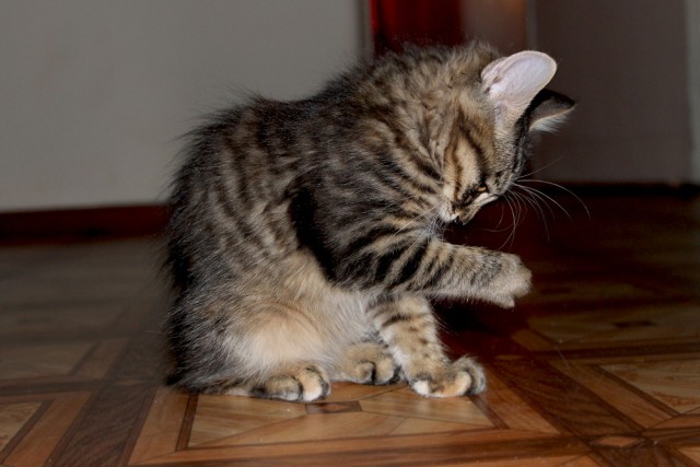 Котовторник  28.08.12
