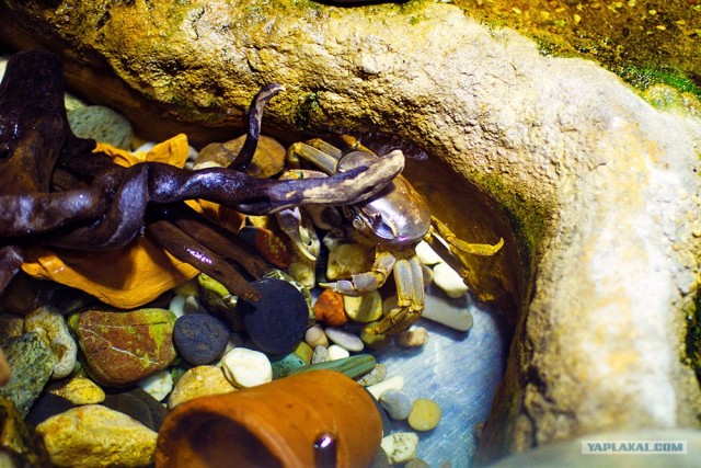 Московский зоопарк