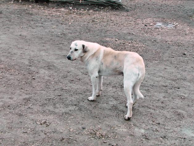 Собаки-террористов-кусаки