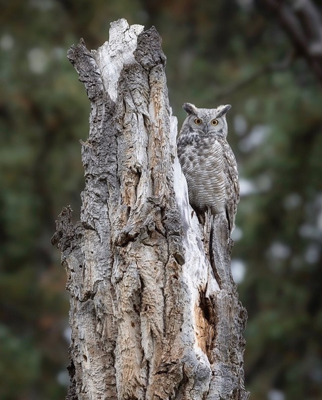 Животинки разной фото