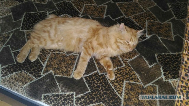 85 сантиметров кота