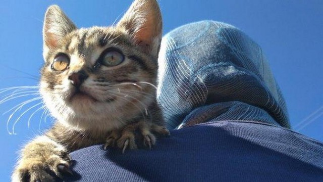 Картинки на котовторник 1.09.20