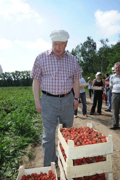 Как Жириновский на клубнике был