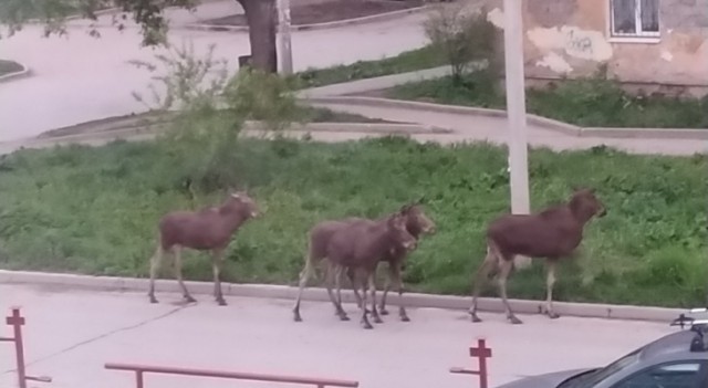 Браконьеры убили четырех лосей в Ленинградской области