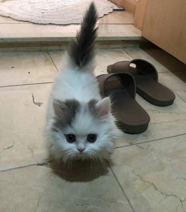 Подборка всякой живности
