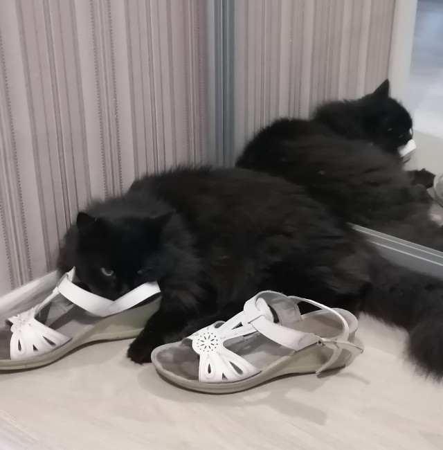 Кот Василий