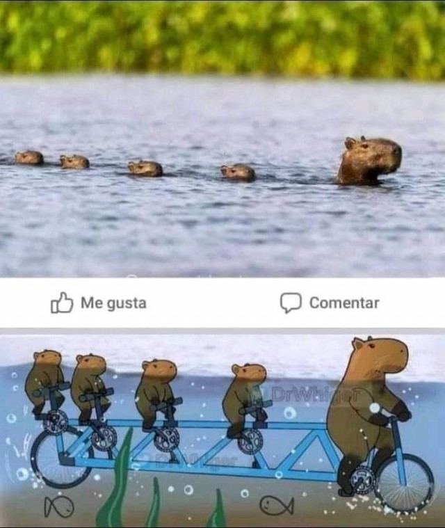 Когда ты капибара