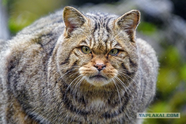 Танцор диско