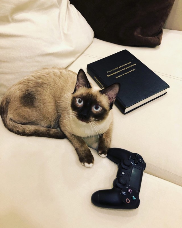 Котовторник 21.12.21