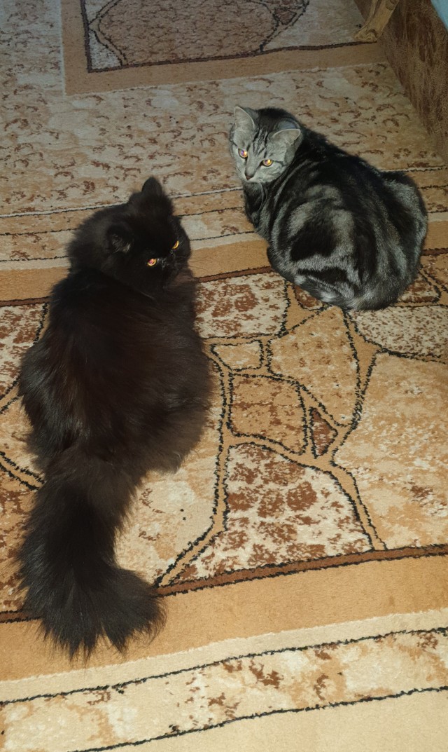 А что это мы котовторник не начинаем? Время пришло!