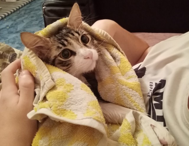Отдали кота