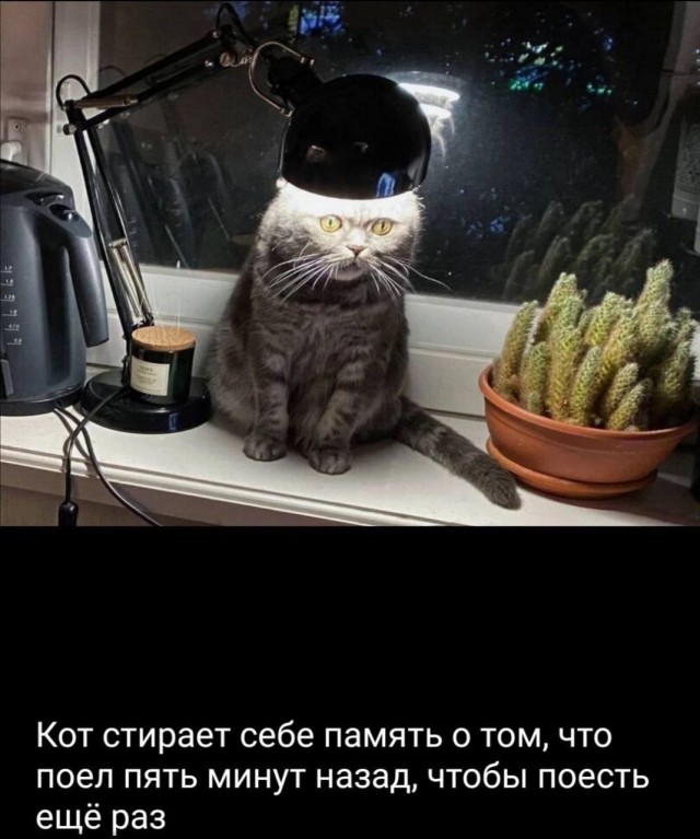 Отвлечься от дичи в жизни. Дичь в картинках - 2