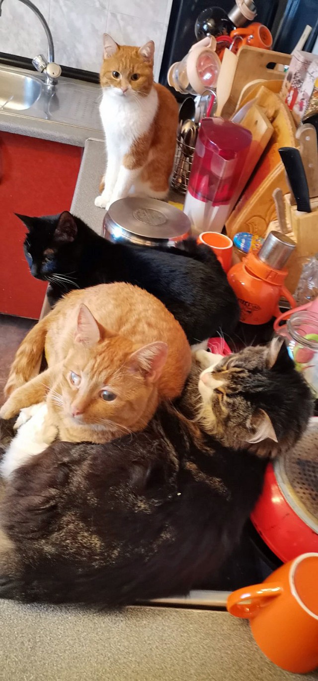Котейку забрали из приюта