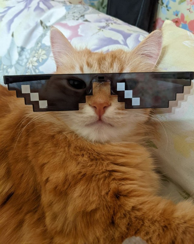 Котодракула