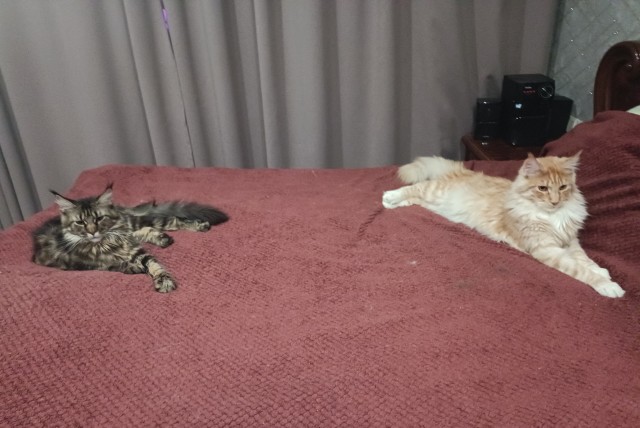 Кошка